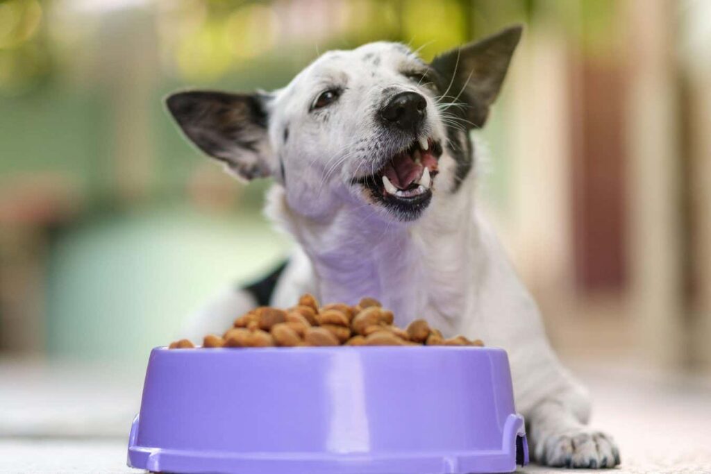 Plant Based Dog Foods Offer Nearly All Essential Nutrients for Your