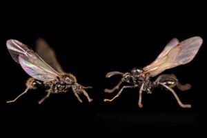 Queen Ant Produces New Male Species for Daughters Mating