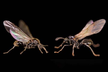Queen Ant Produces New Male Species for Daughter’s Mating Queen Ant Produces New Male Species for Daughters Mating