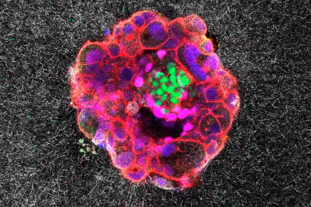 Revolutionary Video Unveils Hidden Aspects of Human Fertility