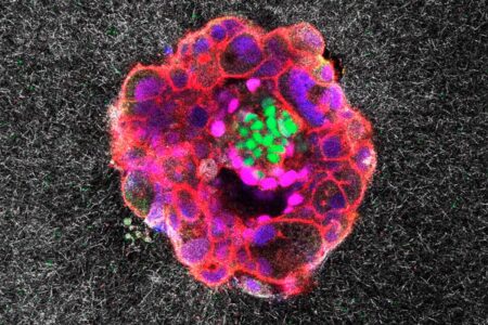 Revolutionary Video Unveils Hidden Aspects of Human Fertility