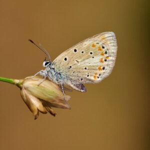 Scientists Find the Atlas Blue Butterfly Has 229 Chromosome Pairs