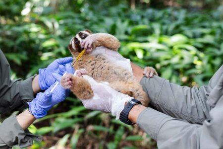 Stunning Images Capture Efforts to Save the Javan Slow Loris Stunning Images Capture Efforts to Save the Javan Slow Loris
