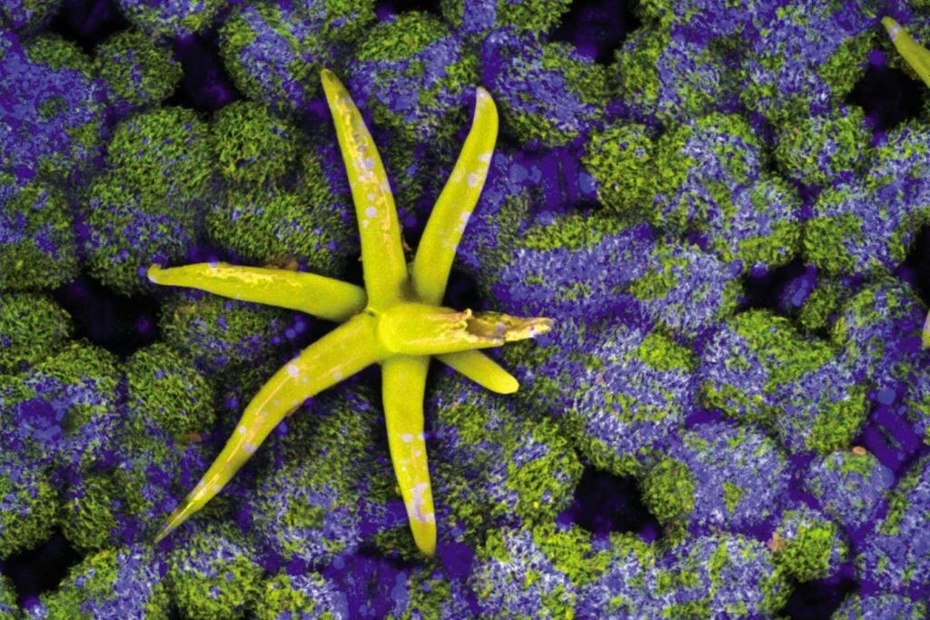 Stunning Images Uncover the Hidden World of Fascinating Plants and