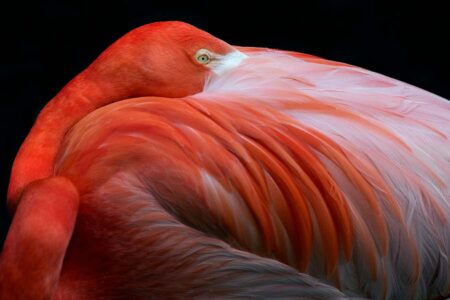 The Bird is Astonished by the Breathtaking New Photos