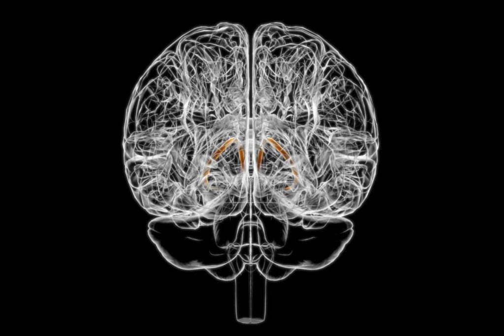 The Brains Tiny Structure Influences Your Eating Habits