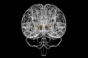 The Brains Tiny Structure Influences Your Eating Habits