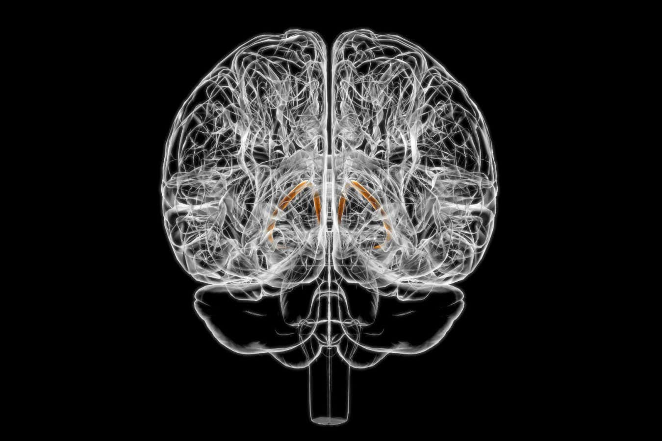 The Brains Tiny Structure Influences Your Eating Habits
