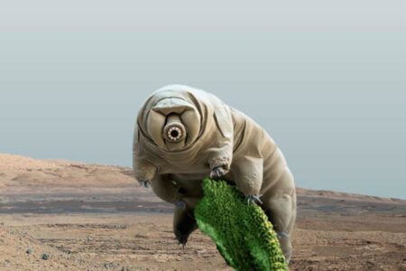 The Only Earth Creatures Capable of Surviving on Mars The Only Earth Creatures Capable of Surviving on Mars