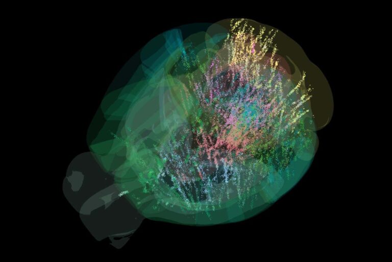The Pioneering Map of Mammalian Brain Activity Might Have Revealed Intuition The Pioneering Map of Mammalian Brain Activity Might Have Revealed