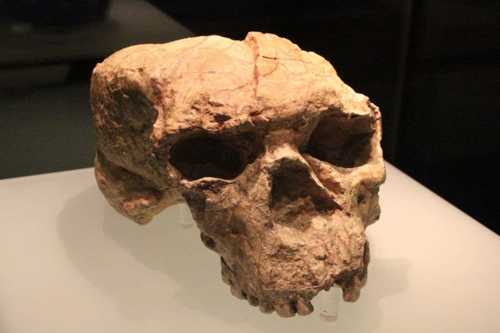The Reconstructed Skull Reveals Fascinating Insights into Our Mysterious Ancestor The Reconstructed Skull Reveals Fascinating Insights into Our Mysterious Ancestor