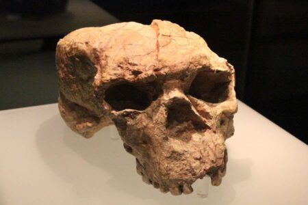 The Reconstructed Skull Reveals Fascinating Insights into Our Mysterious Ancestor