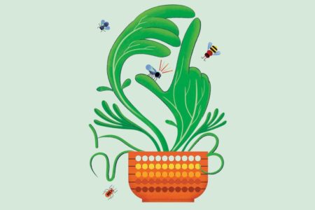 These Plants Exhibit Remarkable Mathematical Abilities