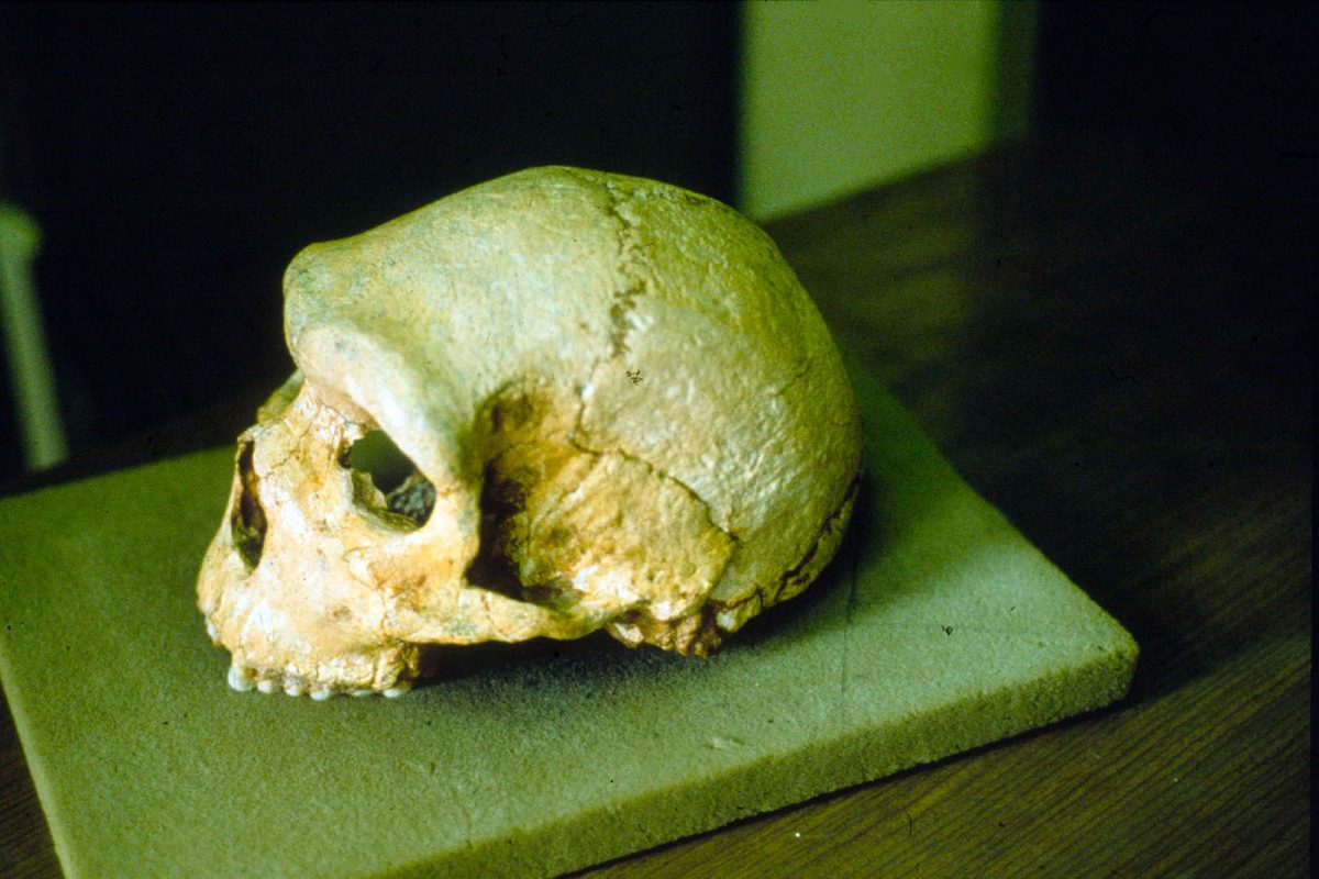 This Mysterious Skull Has Baffled Scientists for 60 Years—Until Now