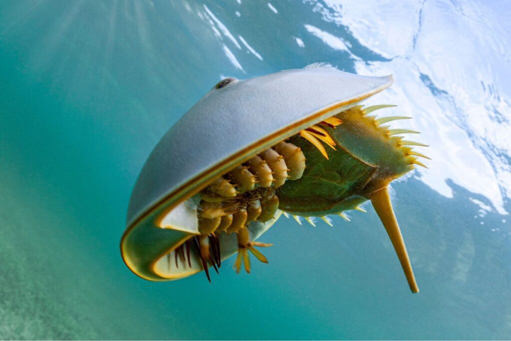 This Timeless Blue Sea Creature Has Rescued Countless Lives This Timeless Blue Sea Creature Has Rescued Countless Lives