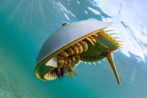 This Timeless Blue Sea Creature Has Rescued Countless Lives