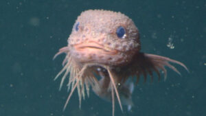 Three Newly Discovered Species of Abyssinian Snail in the Pacific