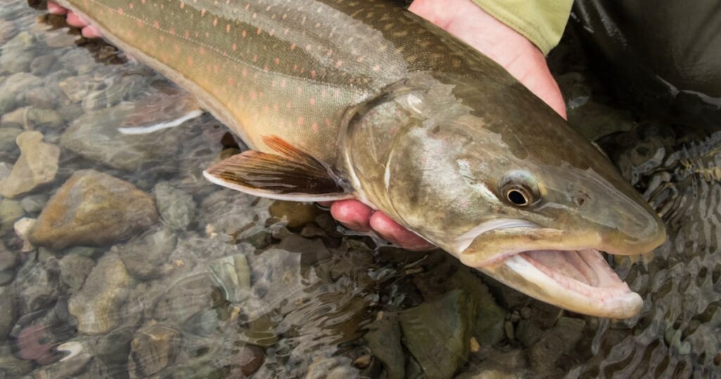 U.S. Rivers Face Unprecedented and Severe Impacts from Global Warming US Rivers Face Unprecedented and Severe Impacts from Global Warming