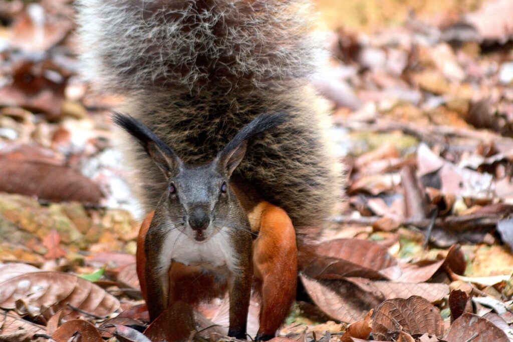 Unveiling the Reality of Borneos Vampire Squirrel and Its Enormous