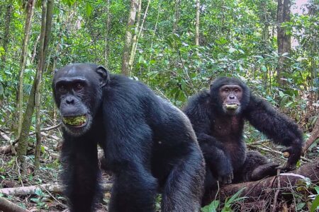 Wild Chimpanzees May Get Tipsy from Fermented Fruit