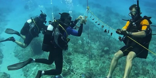 1759260526630 now daily b coral reef ivf castro 250930 1920x1080 6h0ns7