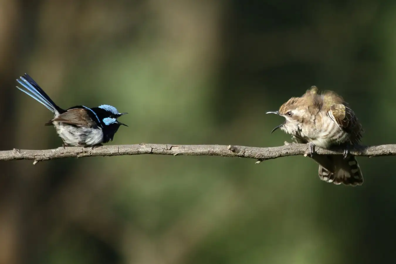 20 Bird Species Can Comprehend Each Others Alarm Calls