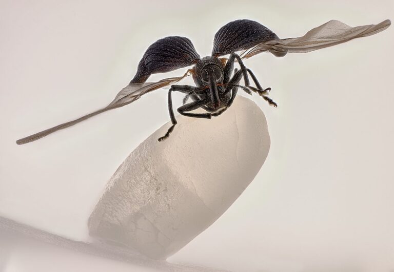 30 Incredible Close Up Shots that Showcase the Majesty of Minuscule