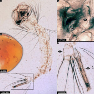99 Million Year Old Amber Contains the Earliest Mosquito Larvae