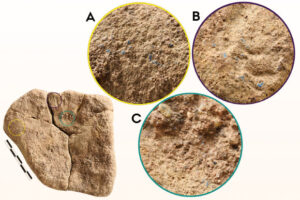 Archaeologists Discover Evidence of Blue Pigments in 13000 Year Old Stone Artifacts