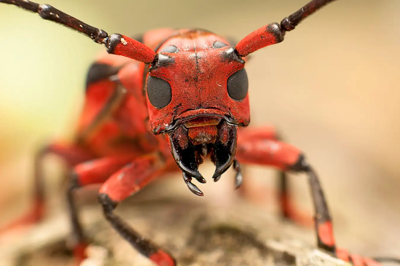Breathtaking Images Showcase the Battle to Safeguard Earths Diverse Biodiversity