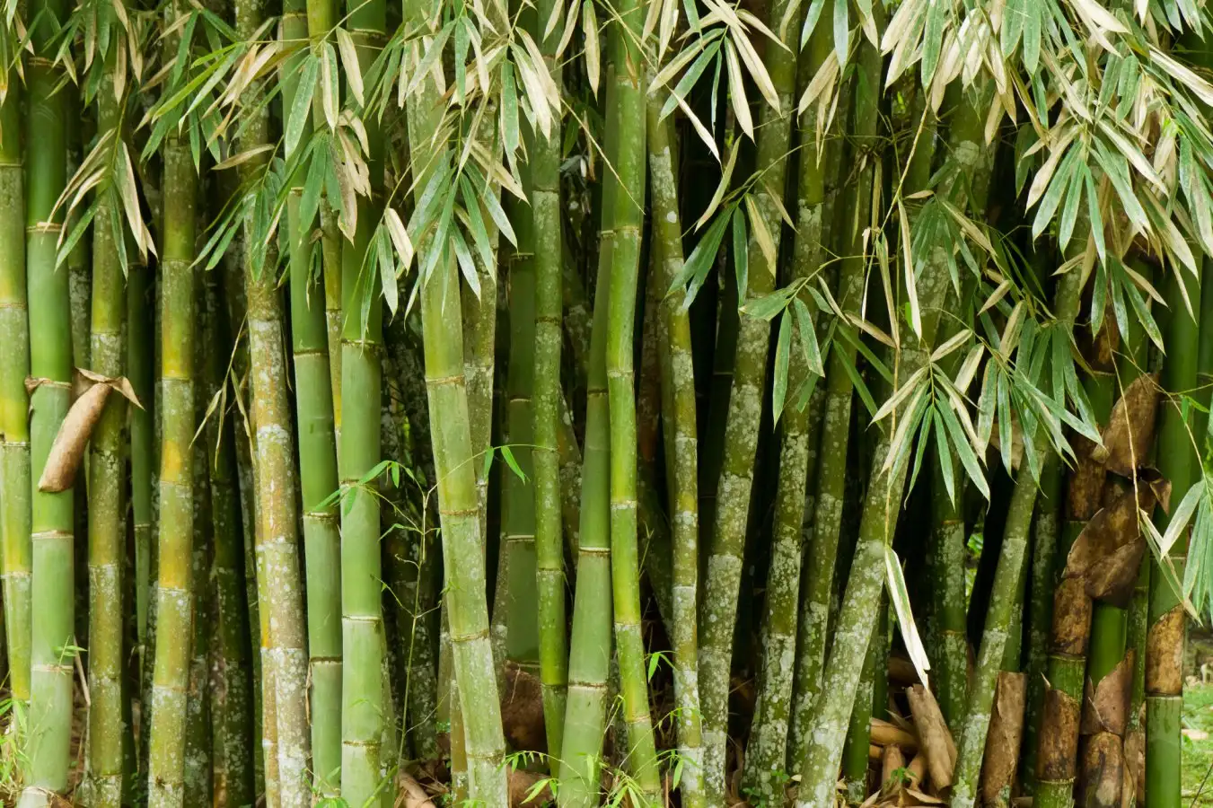 Durable and Easily Recyclable: Biodegradable Plastic Crafted from Bamboo Durable and Easily Recyclable Biodegradable Plastic Crafted from Bamboo