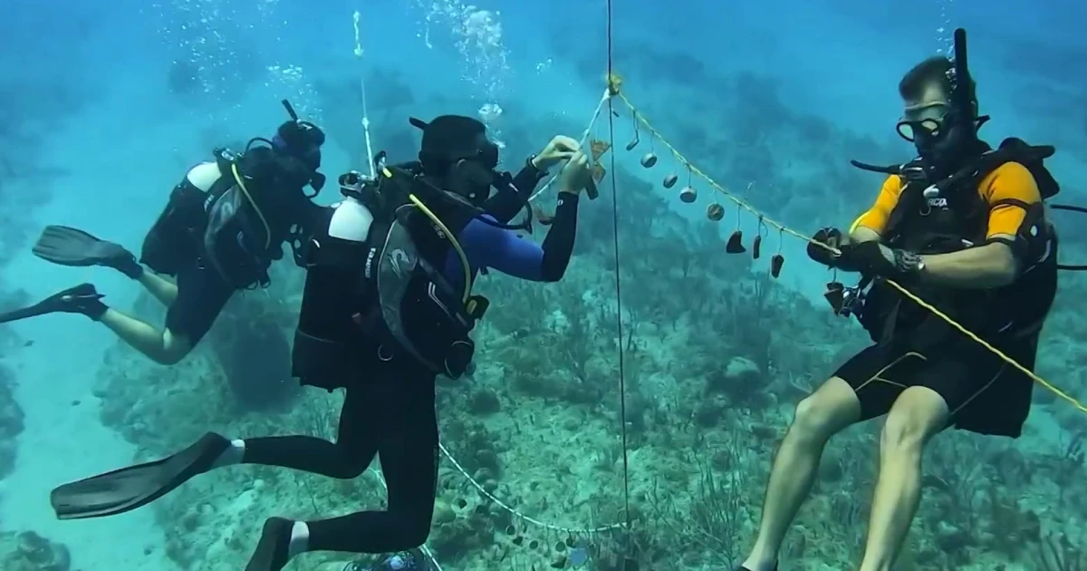 IVF Enhances Reef Recovery by Promoting Reproduction IVF Enhances Reef Recovery by Promoting Reproduction