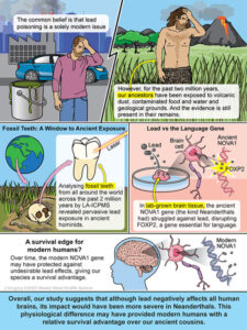 Lead Exposure Could Have Shaped Human Brain Evolution Behavior and