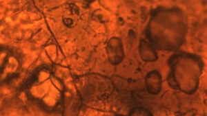 Mysterious Brazilian Fossil Reveals Widespread Presence of Lichens in the