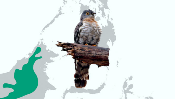 New Hawk Cuckoo Species Uncovered in Borneo New Hawk Cuckoo Species Uncovered in Borneo