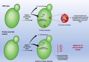 New Study Shows Bakers Yeast Can Endure Stress Conditions Similar