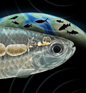 Paleontologists Reveal Multiple Instances of Marine Fish Migrating to Freshwater