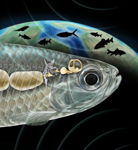 Paleontologists Reveal Multiple Instances of Marine Fish Migrating to Freshwater