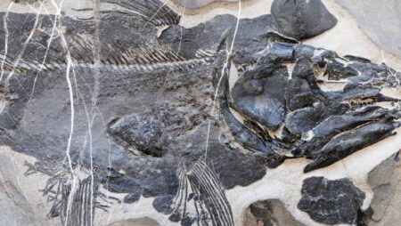 Paleontologists Uncover New Early Triassic Coelacanth Species