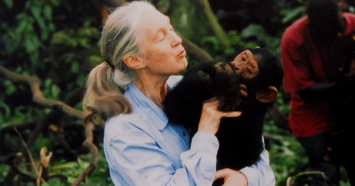 Renowned Chimpanzee Researcher and Animal Advocate Jane Goodall Passes Away at 91 Renowned Chimpanzee Researcher and Animal Advocate Jane Goodall Passes Away