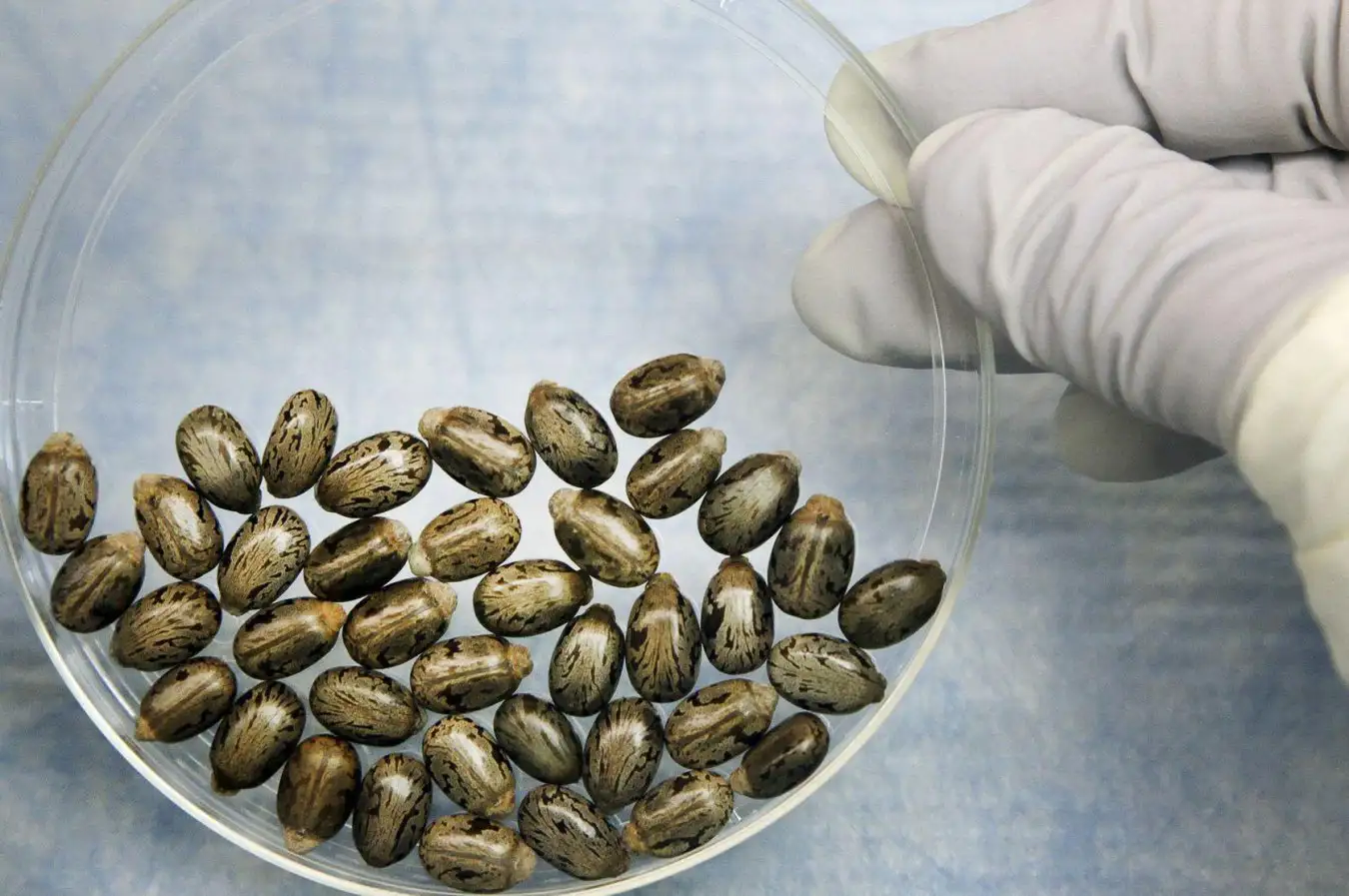 Should We Be Concerned About AI Developing Lethal Biological Weapons? Not Now, But Eventually. Should We Be Concerned About AI Developing Lethal Biological Weapons