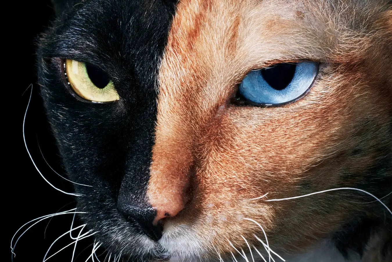 Stunning New Photos Showcase Cats in All Their Splendor