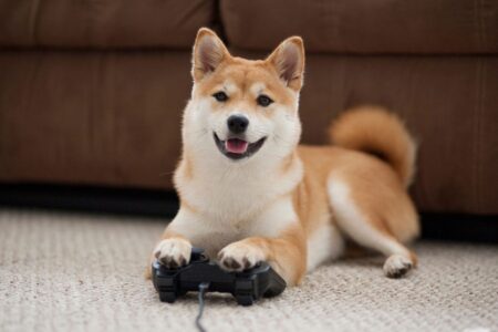 The US Navy Trains Animals to Play Video Games: Here’s Why The US Navy Trains Animals to Play Video Games Heres