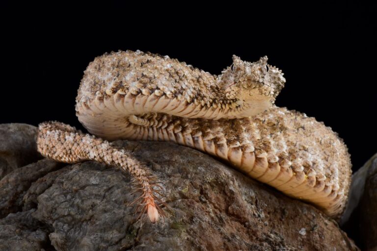 This Chilling Snake Uses Its Spider-Like Tail as Lure in Captivating Photo This Chilling Snake Uses Its Spider Like Tail as Lure in