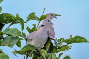This Unusual Optical Illusion Could Reveal Insights into Animal Thought