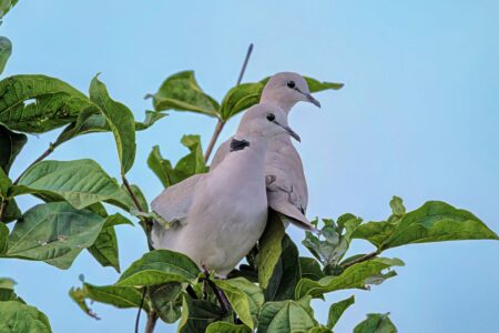 This Unusual Optical Illusion Could Reveal Insights into Animal Thought
