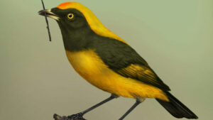 Tiny Fossils Uncover New Lineage of New Zealand Songbirds