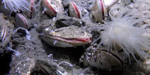 deep sea trench bulbdh