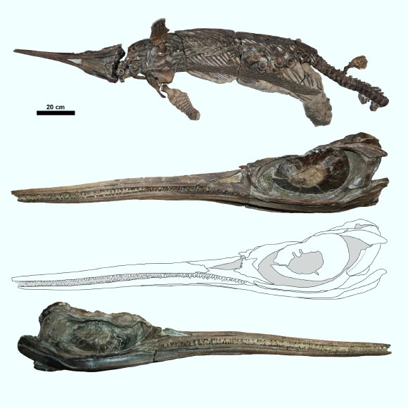 Skeleton and skull of Siphodracon goldencapensis. Image credit: Dean Lomax.