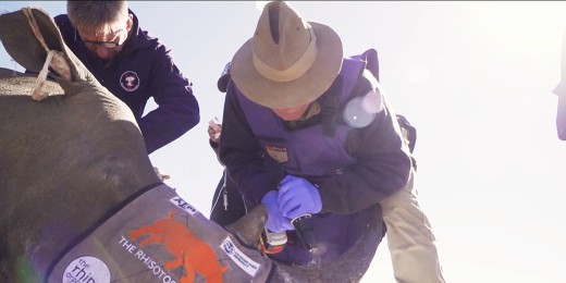 radioactive rhino oche93